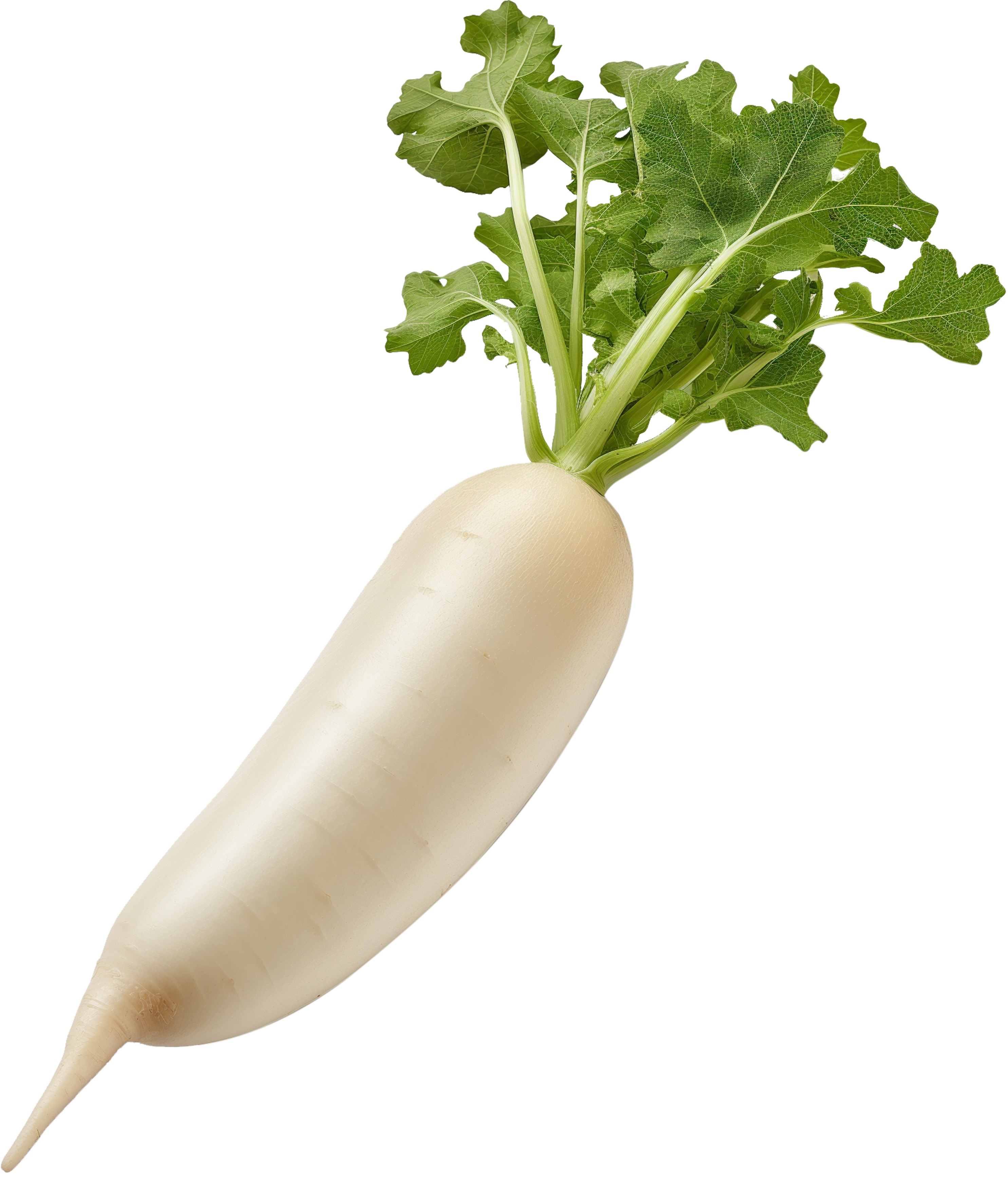 Radish with leaf